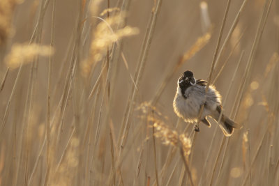 Reed Bunting / Rietgors