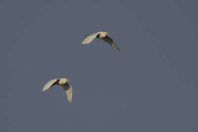 Cattle Egrets / Koereigers