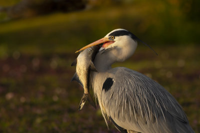 Grey Heron / Blauwe Reiger