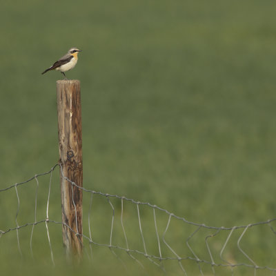Northern Wheatear / Tapuit