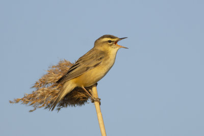 Sedge Warbler / Rietzanger