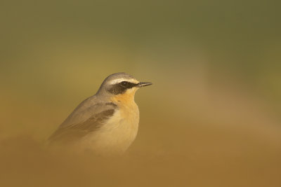 Northern Wheatear / Tapuit
