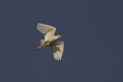 Cattle Egret / Koereiger