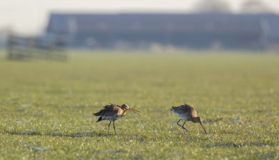 pair of Black-tailed Godwits / paartje Grutto