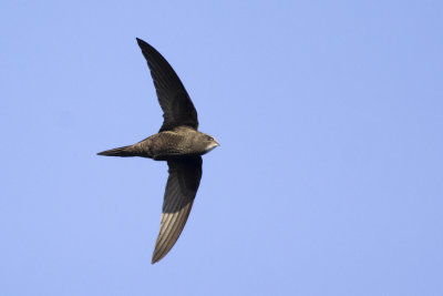 Common Swift / Gierzwaluw