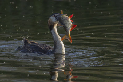 Great Crested Grebe with fish / Fuut met vis