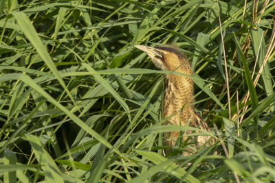 Great Bittern / Roerdomp