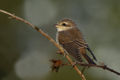 Red-backed Shrike / Grauwe Klauwier