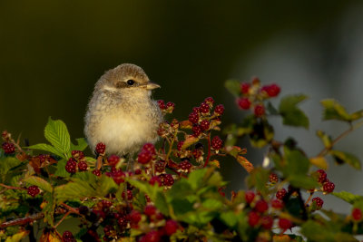 Red-backed Shrike / Grauwe Klauwier