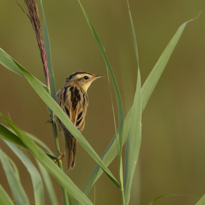 Aquatic Warbler / Waterrietzanger