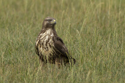 Common Buzzard / Buizerd