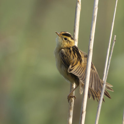 Aquatic Warbler / Waterrietzanger