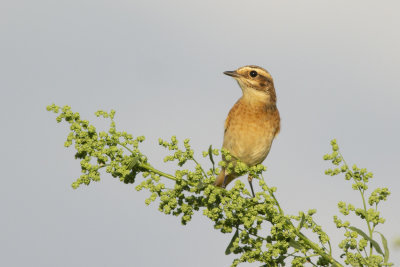 Whinchat / Paapje