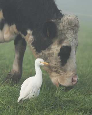 Cattle Egret / Koereiger