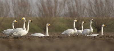 Whooper Swans and Bewick's Swans / Wilde Zwanen en Kleine Zwanen