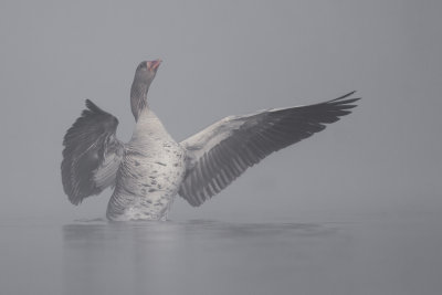 Greylag Goose in mist / Grauwe Gans in de mist