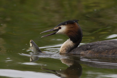 Fuut met voorn - Podiceps cristatus