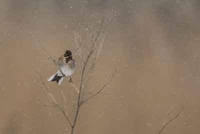 Reed Bunting in snowfall / Rietgors in sneeuwbui