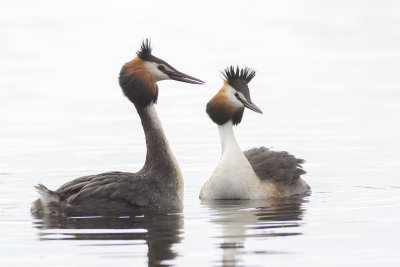 Great Crested Grebes / Futen