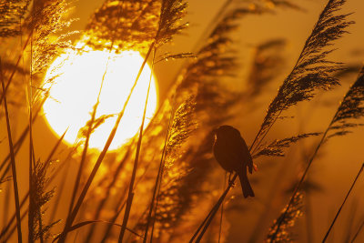 Reed Bunting in sunrise light / Rietgors en opkomende zon