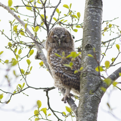 juvenile Tawny Owl / juveniele Bosuil