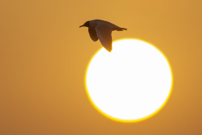 Black-headed Gull and rising sun / Kokmeeuw en de opkomende zon