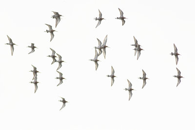 Black-tailed Godwits / Grutto's