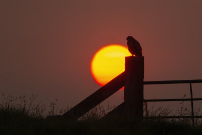 Common Buzzard and rising sun / Buizerd voor de opkomende zon