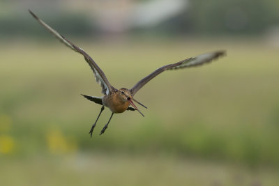 Black-tailed Godwit / Grutto