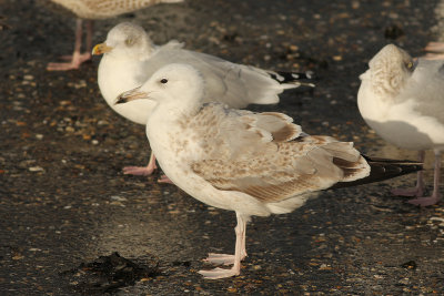2cy Pontische Meeuw - Caspian Gull - Larus cachinans