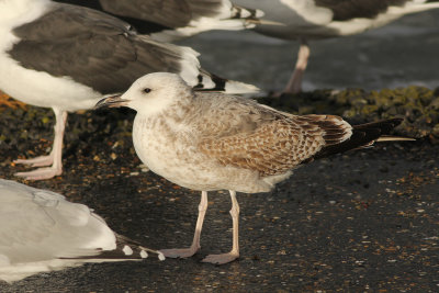 1cy Pontische Meeuw - Caspian Gull - Larus cachinans