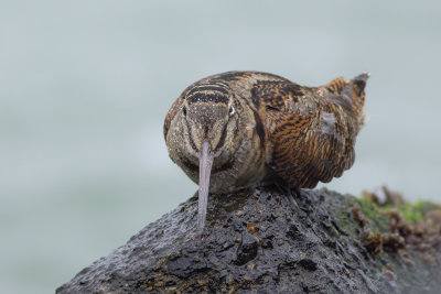 Eurasian Woodcock / Houtsnip