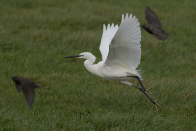 Little Egret / Kleine Zilverreiger