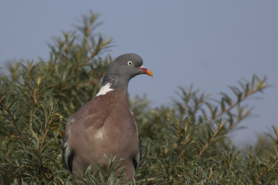 Houtduif / Common Wood Pigeon
