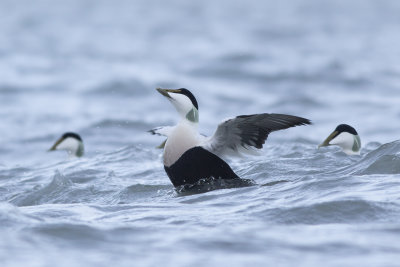 Common Eiders / Eiders 