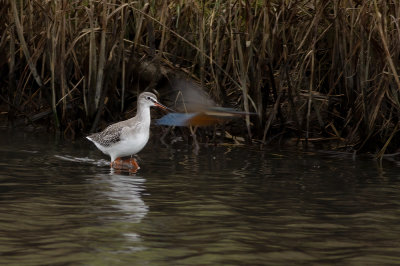 Zwarte Ruiter en IJsvogel / Spotted Redshank and Common Kingfisher