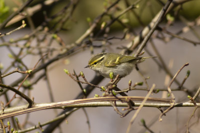 Pallas's Warbler / Pallas' Boszanger