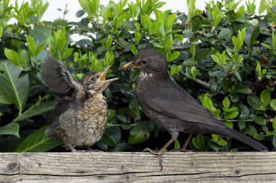 jonge Merel wordt gevoerd door moeder Merel / young Blackbird is feeded by mother Blackbird
