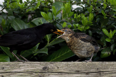 jonge Merel wordt gevoerd door vader Merel / young Blackbird is feeded by father Blackbird
