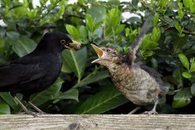 jonge Merel wordt gevoerd door vader Merel / young Blackbird is feeded by father Blackbird