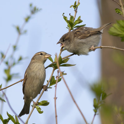vrouwtje Huismus voert jong / female House Sparrow feeding its young