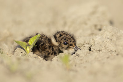 Northern Lapwing / Kievit 