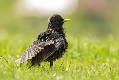 Spreeuw / Common Starling