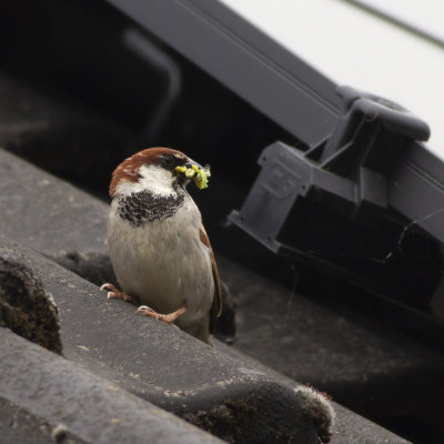 Huismus lijkend op Italiaanse Mus / House Sparrow resembling Italian Sparrow
