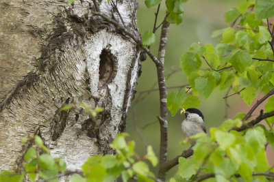 Glanskop bij zijn nestholte / Marsh Tit near its nest hole