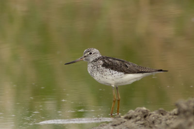 Common Greenshank / Groenpootruiter