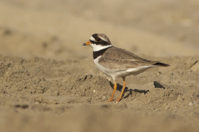 Bontbekplevier / Common Ringed Plover