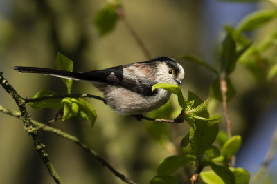 Staartmees / Long-tailed Tit