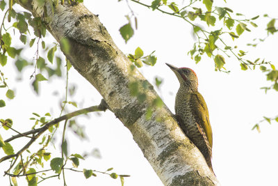 juvenile Green Woodpecker / juveniele Groene Specht