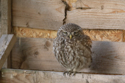 Little Owl / Steenuil 